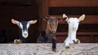 08/05/2019 : Le lait de mai 08/05/2019 : Le lait de mai